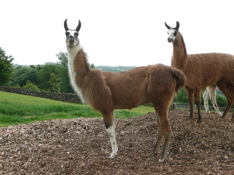 Nidderdale Llamas
