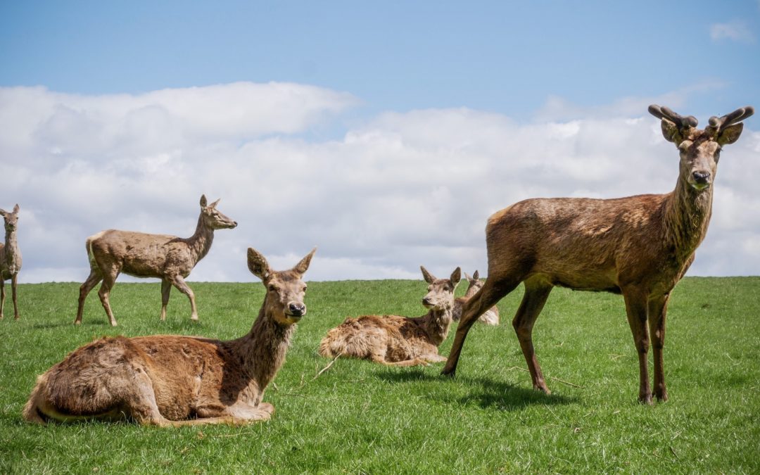 Thornton Hall Country Park
